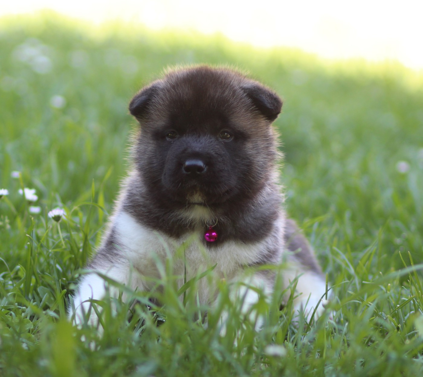 Des Gardiens De La Cigogne - Chiots disponibles - Akita americain