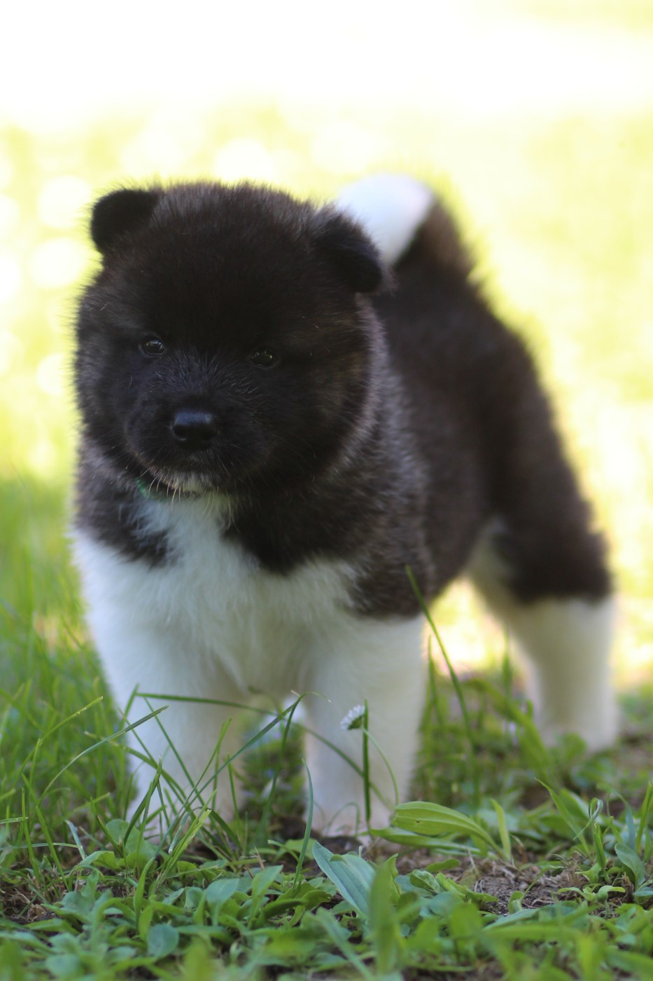 Des Gardiens De La Cigogne - Chiots disponibles - Akita americain