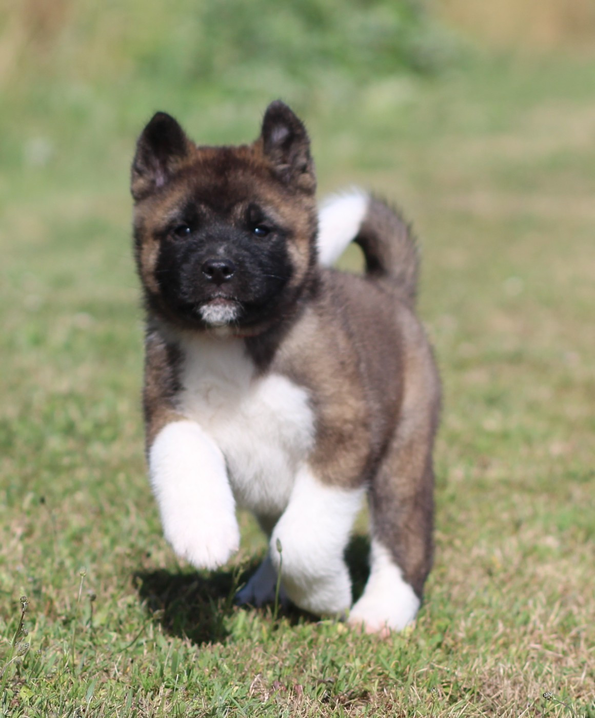 Des Gardiens De La Cigogne - Chiots disponibles - Akita americain