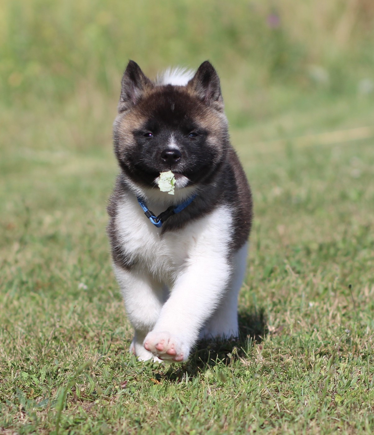 Des Gardiens De La Cigogne - Chiots disponibles - Akita americain