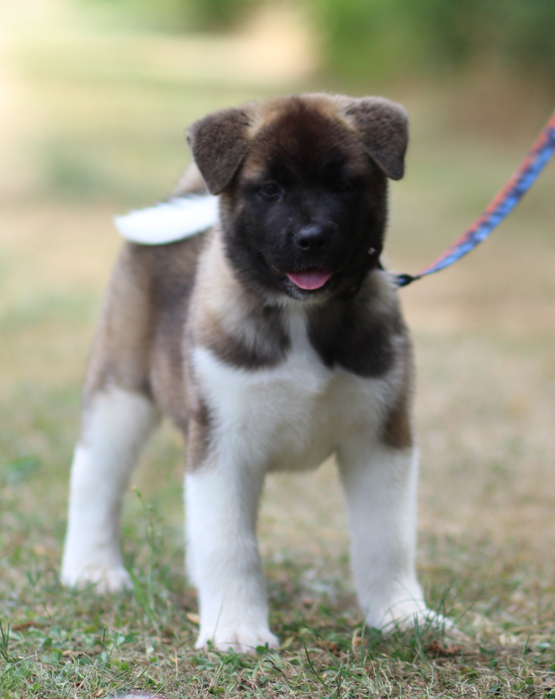 Des Gardiens De La Cigogne - Chiots disponibles - Akita americain