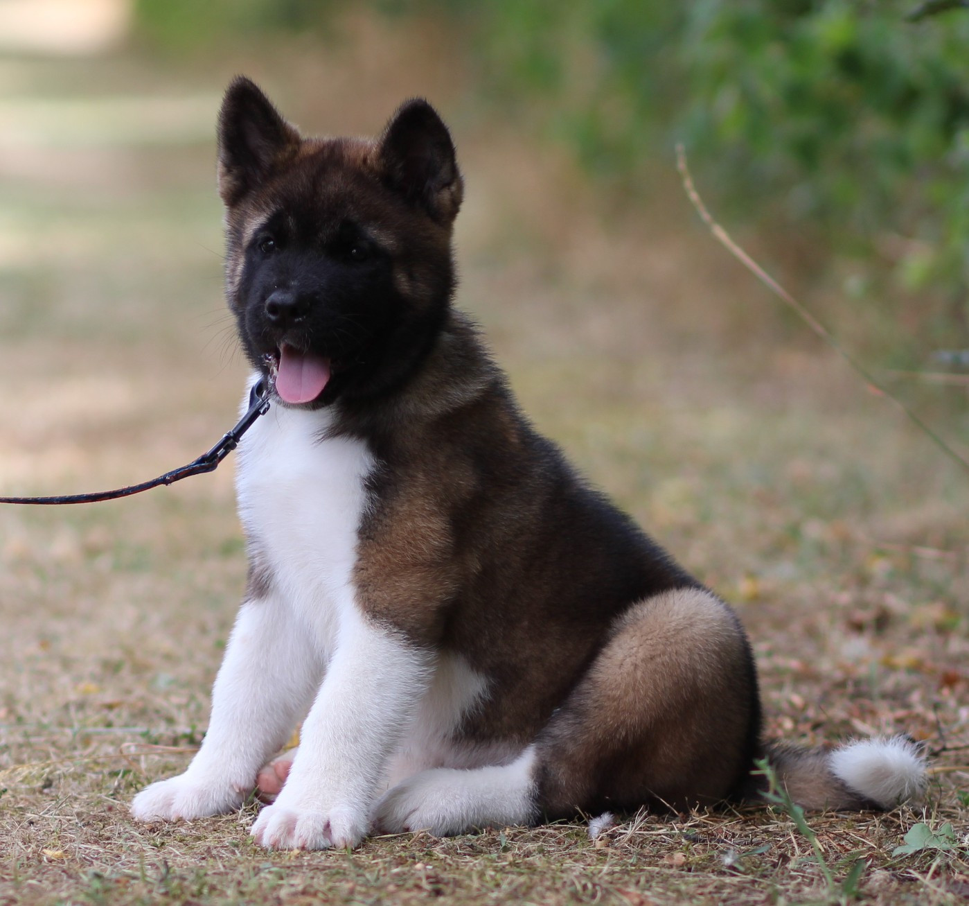 Des Gardiens De La Cigogne - Chiots disponibles - Akita americain