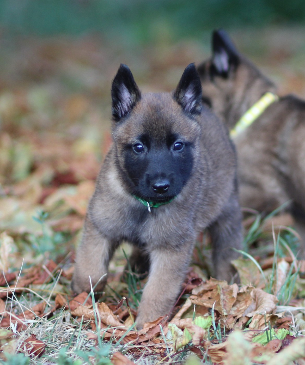 Des Gardiens De La Cigogne - Chiots disponibles - Berger Belge