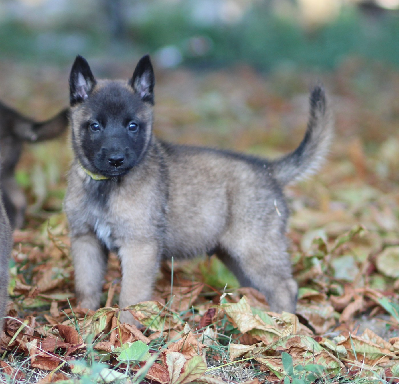 Des Gardiens De La Cigogne - Chiots disponibles - Berger Belge