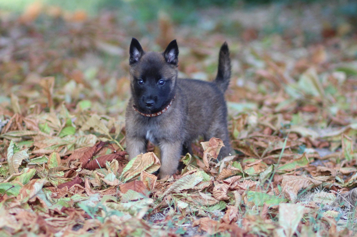 Des Gardiens De La Cigogne - Chiots disponibles - Berger Belge