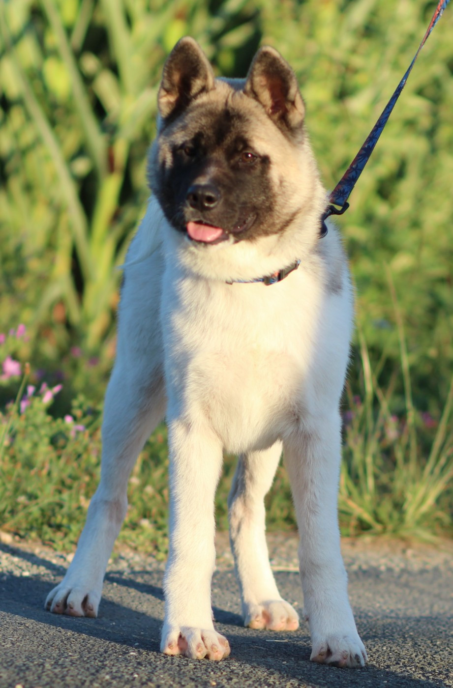 Des Gardiens De La Cigogne - Chiots disponibles - Akita americain