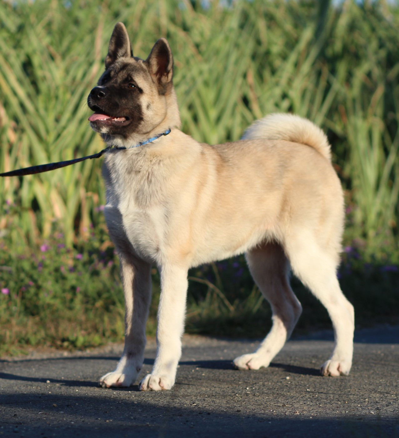 Des Gardiens De La Cigogne - Chiots disponibles - Akita americain