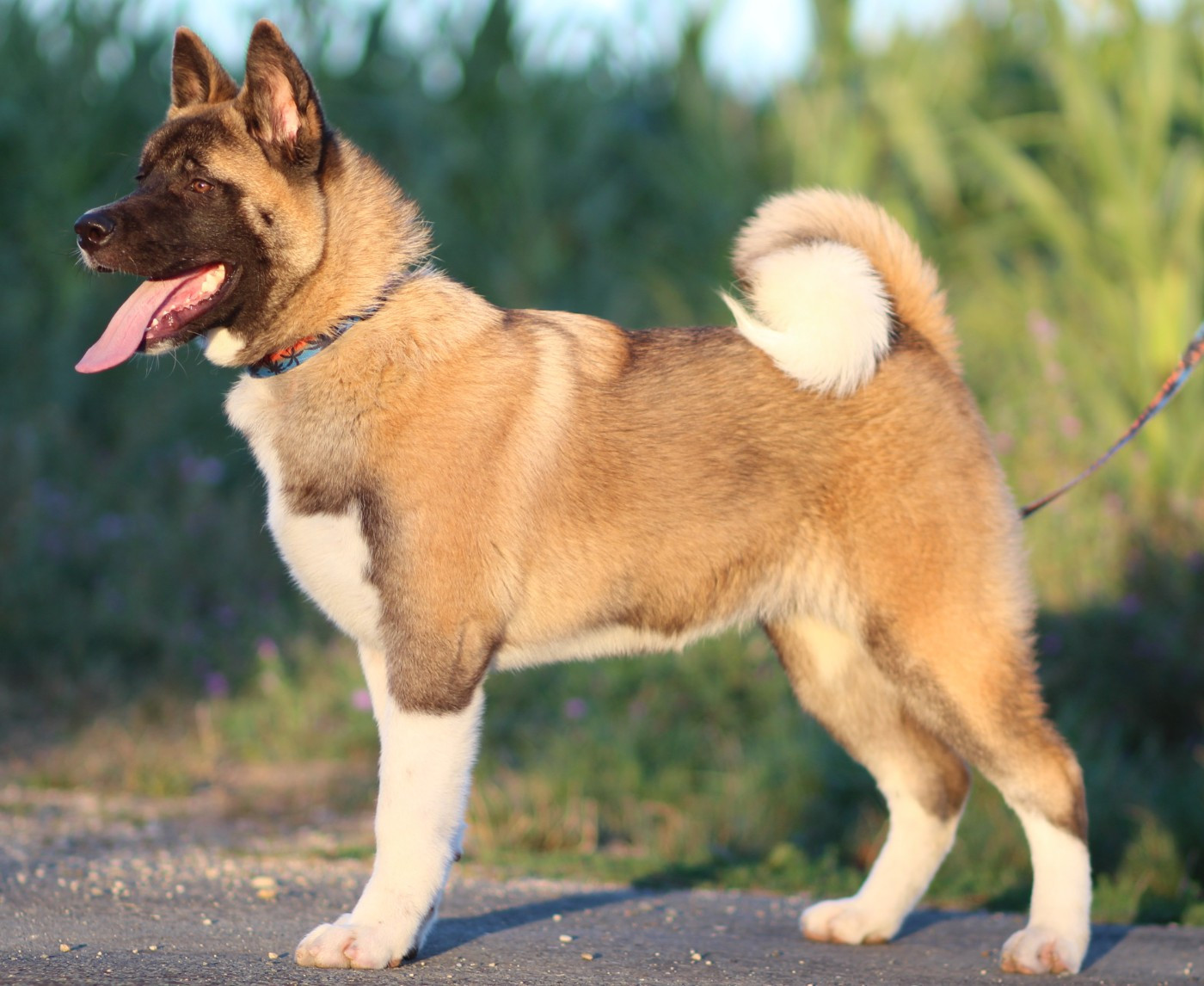 Des Gardiens De La Cigogne - Chiots disponibles - Akita americain