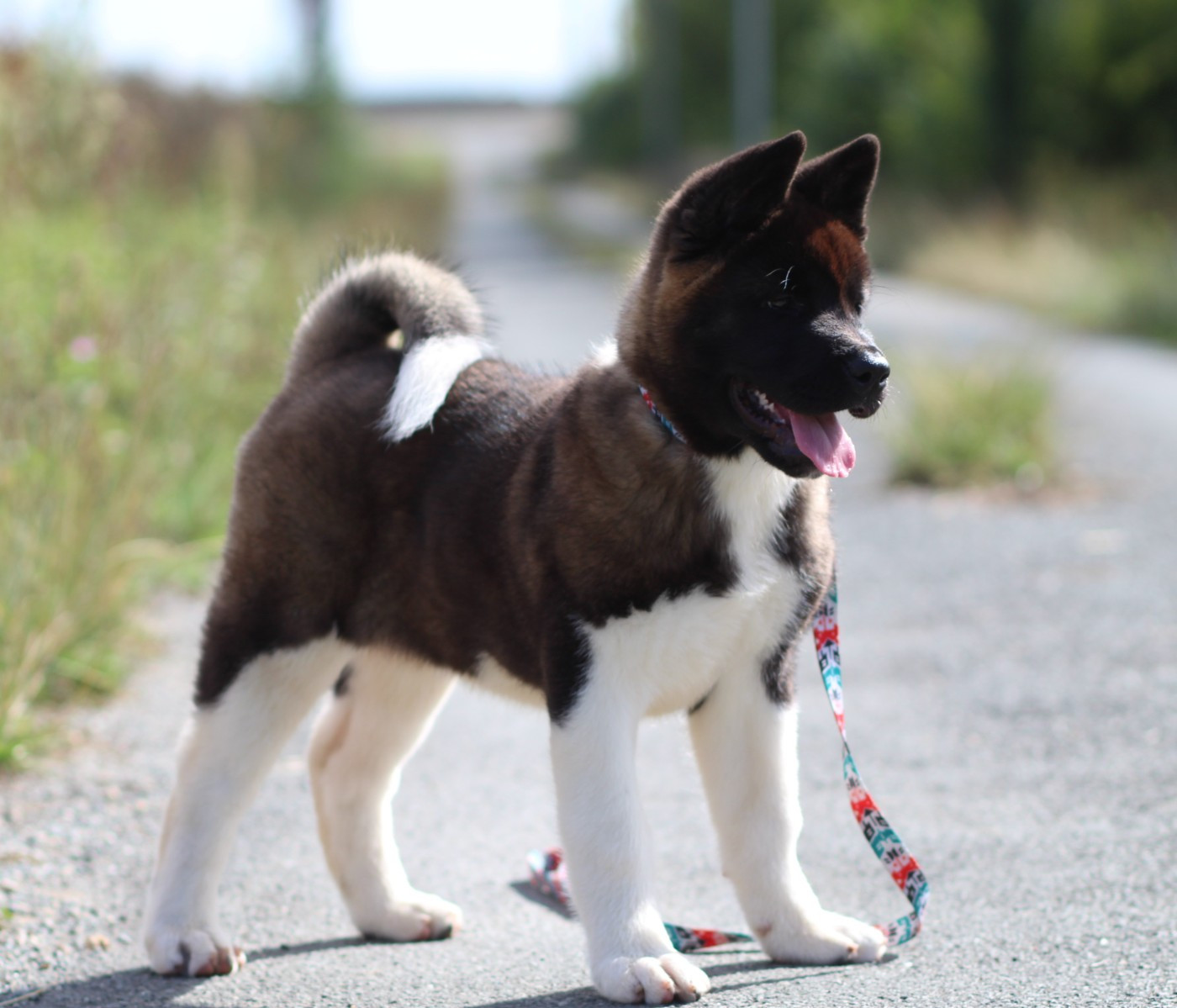 Des Gardiens De La Cigogne - Chiots disponibles - Akita americain