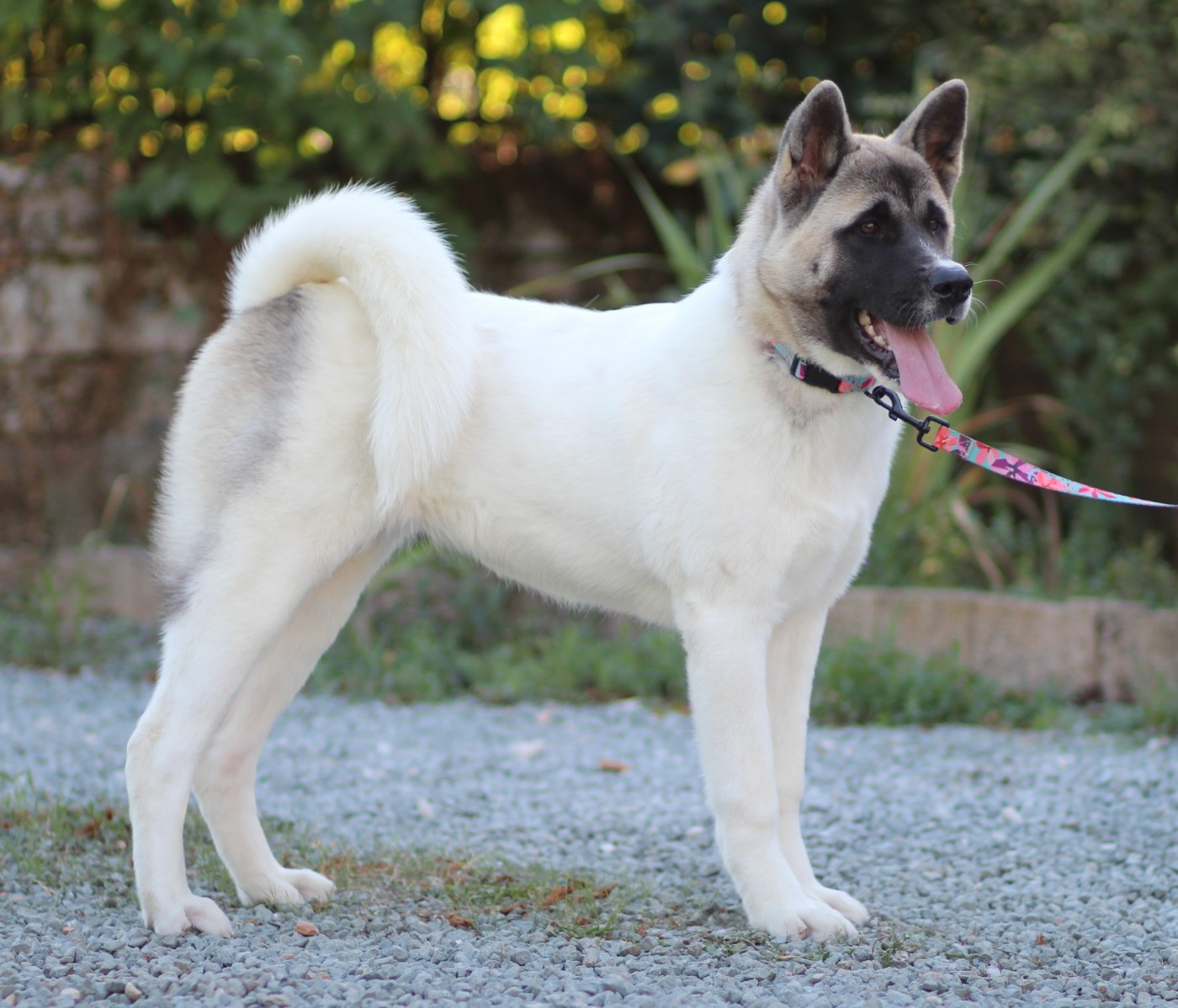 Des Gardiens De La Cigogne - Chiots disponibles - Akita americain