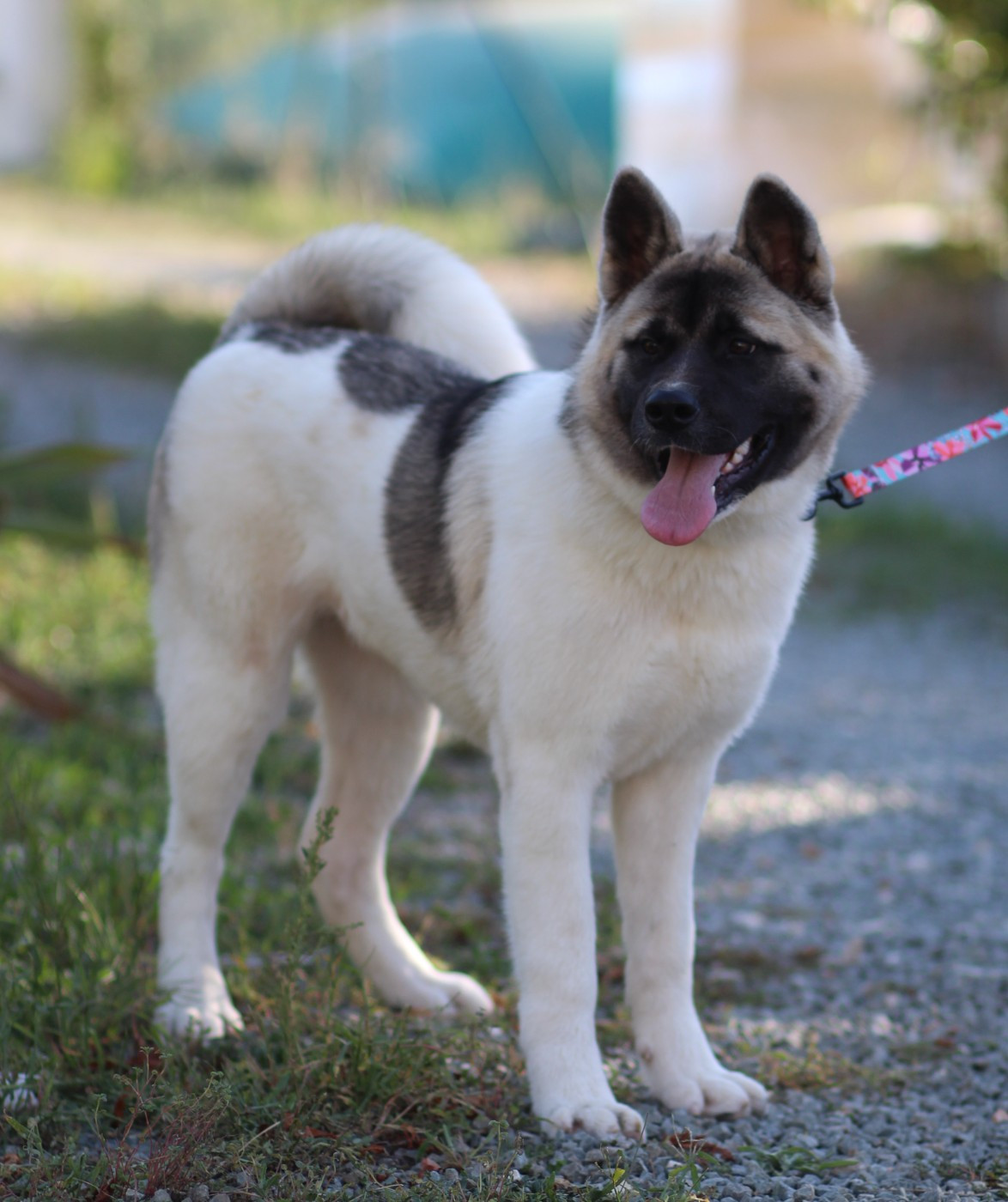 Des Gardiens De La Cigogne - Chiots disponibles - Akita americain