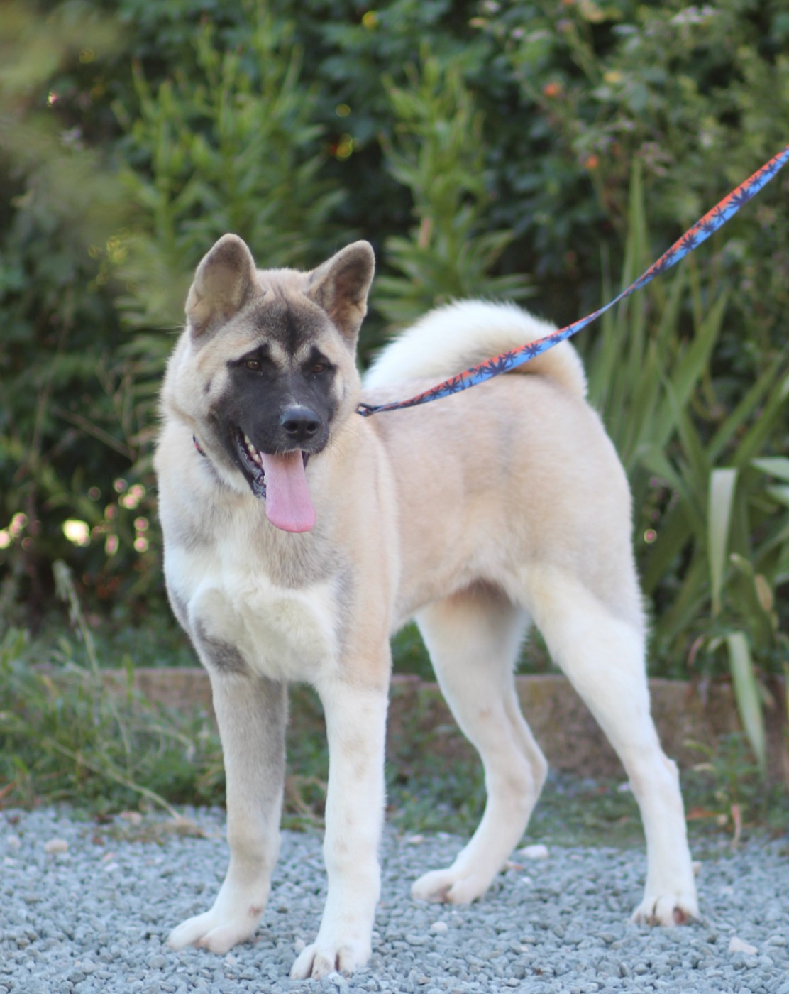 Des Gardiens De La Cigogne - Chiots disponibles - Akita americain