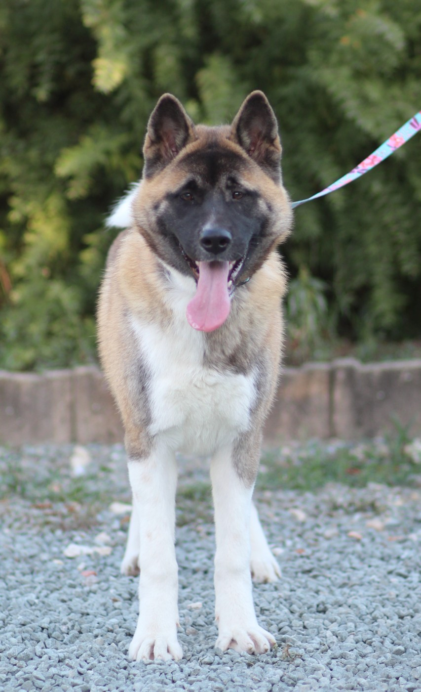 Des Gardiens De La Cigogne - Chiots disponibles - Akita americain