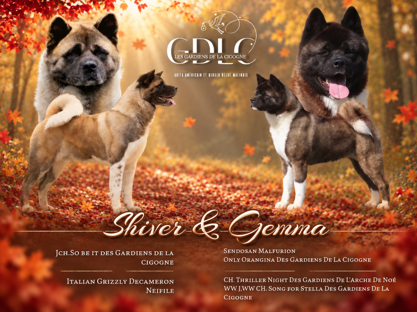 Chiot Akita americain Des Gardiens De La Cigogne