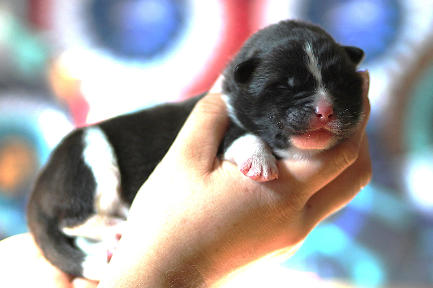 Des Gardiens De La Cigogne - Chiots disponibles - Akita americain