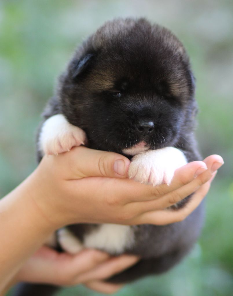 Des Gardiens De La Cigogne - Chiots disponibles - Akita americain
