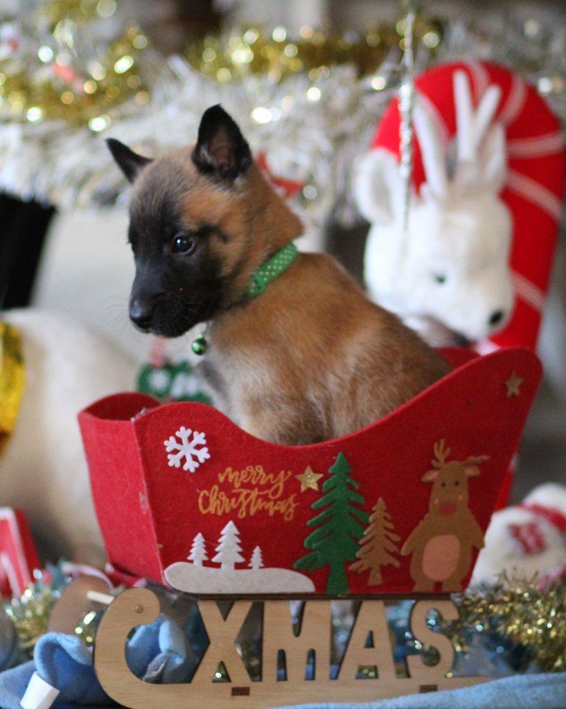 Des Gardiens De La Cigogne - Chiots disponibles - Berger Belge