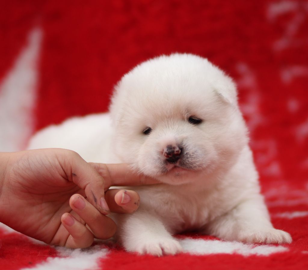 Des Gardiens De La Cigogne - Chiots disponibles - Akita americain