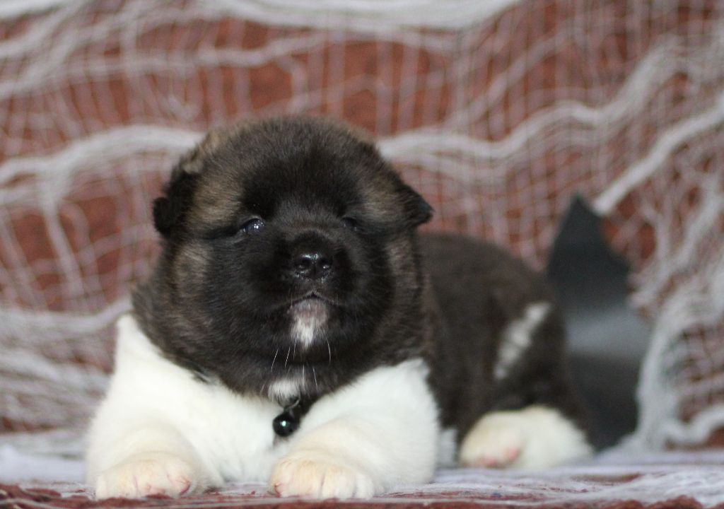 Des Gardiens De La Cigogne - Chiots disponibles - Akita americain