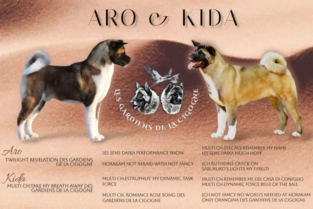 Des Gardiens De La Cigogne - Akita americain - Portée née le 22/06/2025