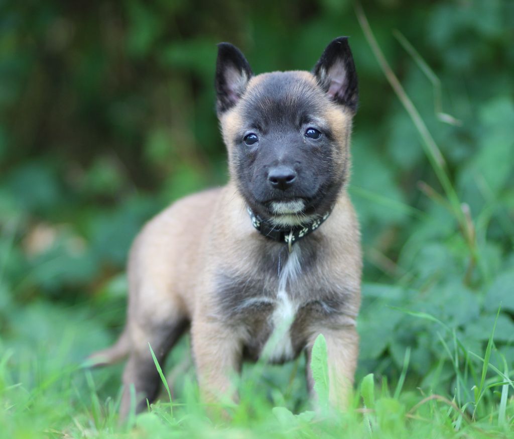 Des Gardiens De La Cigogne - Chiots disponibles - Berger Belge