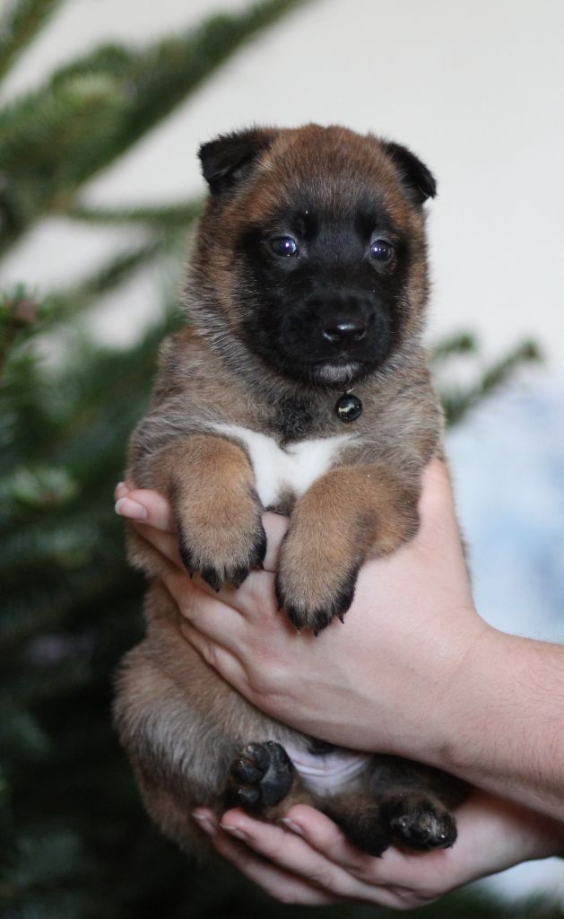 Des Gardiens De La Cigogne - Chiots disponibles - Berger Belge