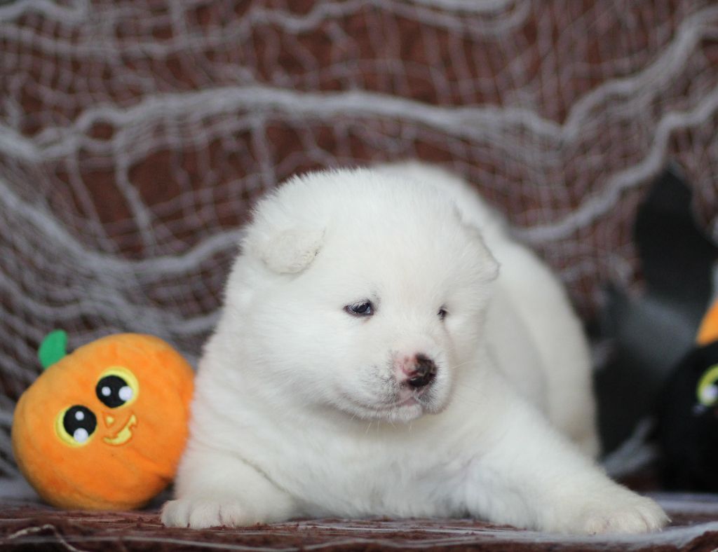 Des Gardiens De La Cigogne - Chiots disponibles - Akita americain