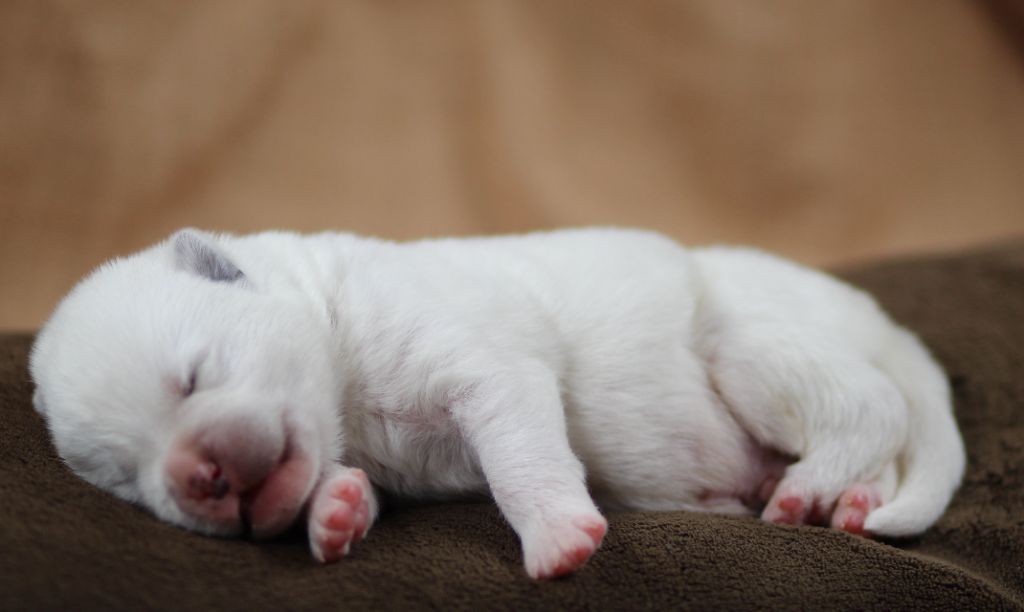 Des Gardiens De La Cigogne - Chiots disponibles - Akita americain