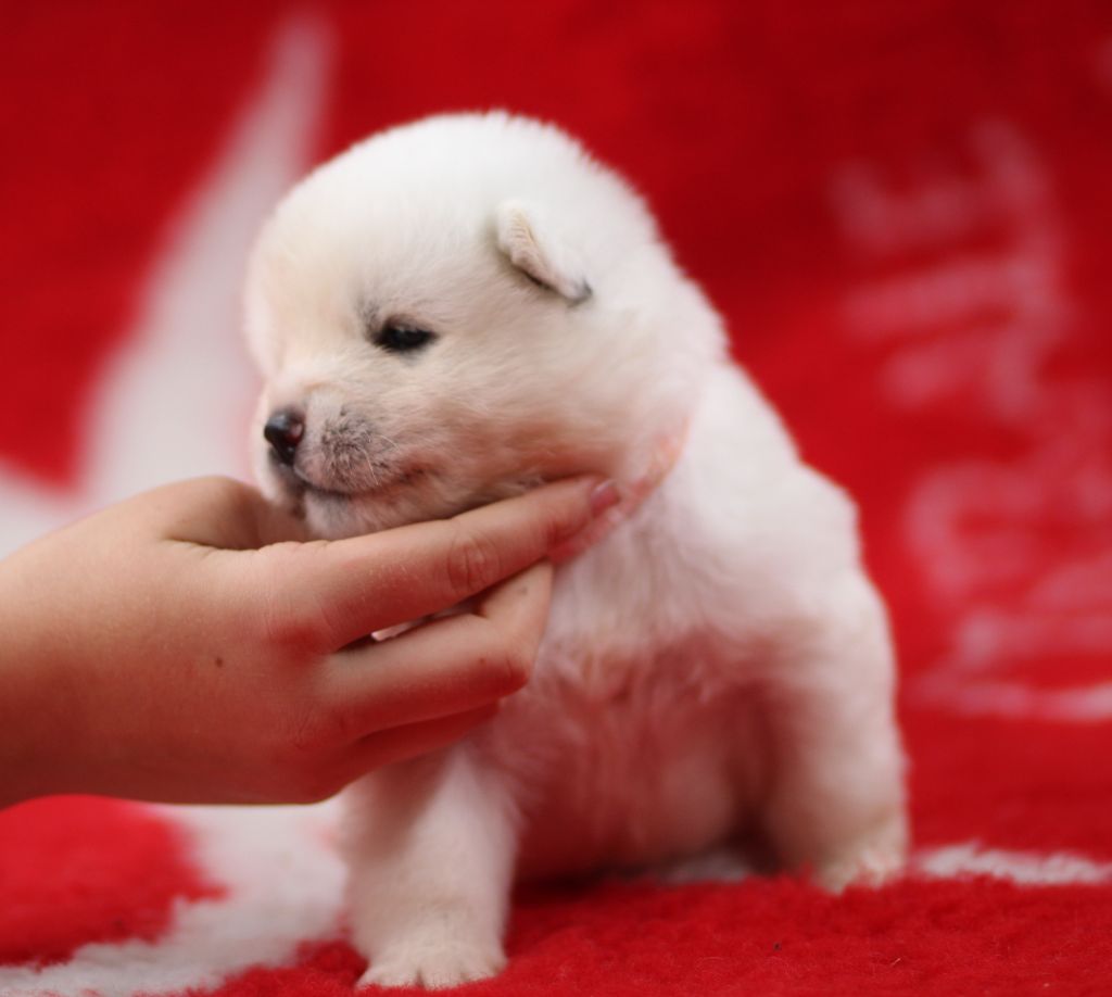 Des Gardiens De La Cigogne - Chiots disponibles - Akita americain