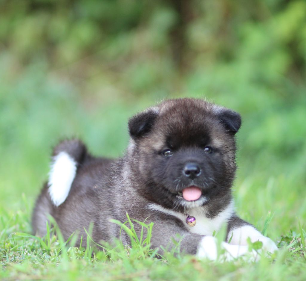Des Gardiens De La Cigogne - Chiots disponibles - Akita americain