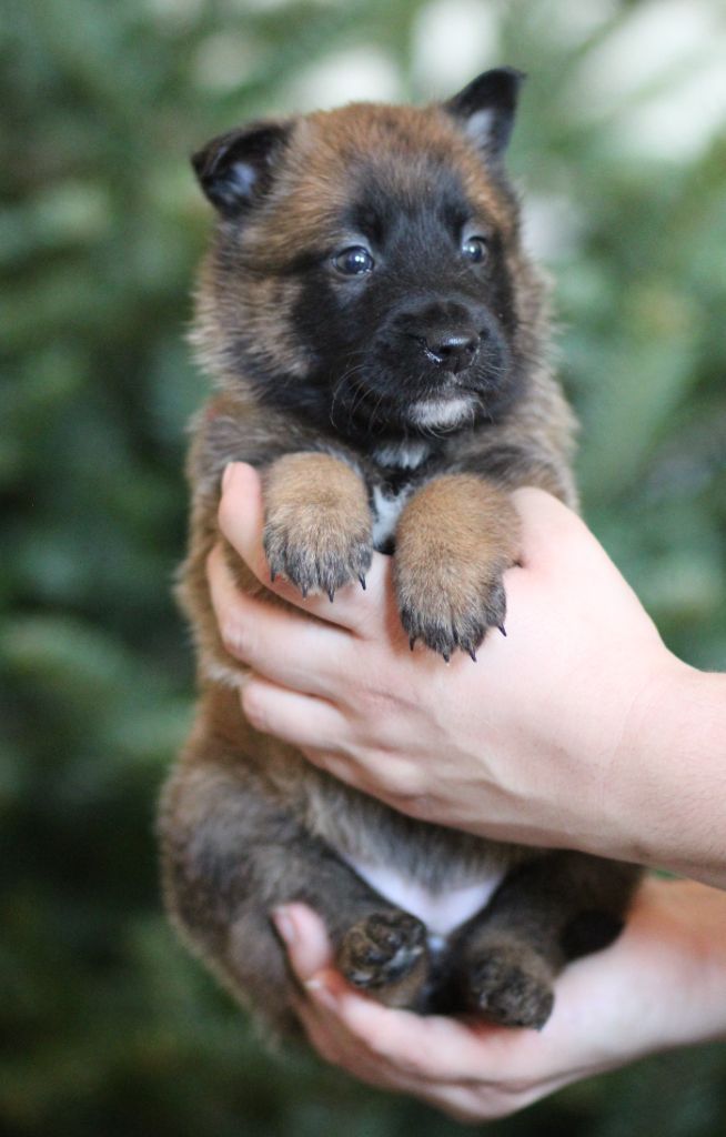 Des Gardiens De La Cigogne - Chiots disponibles - Berger Belge