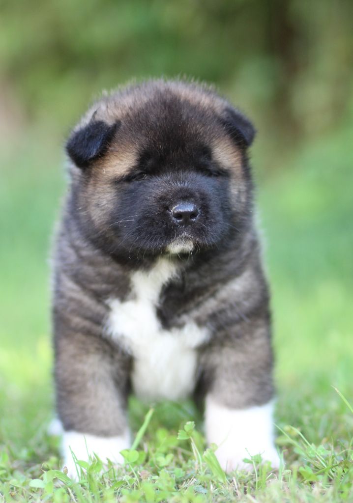 Des Gardiens De La Cigogne - Chiots disponibles - Akita americain