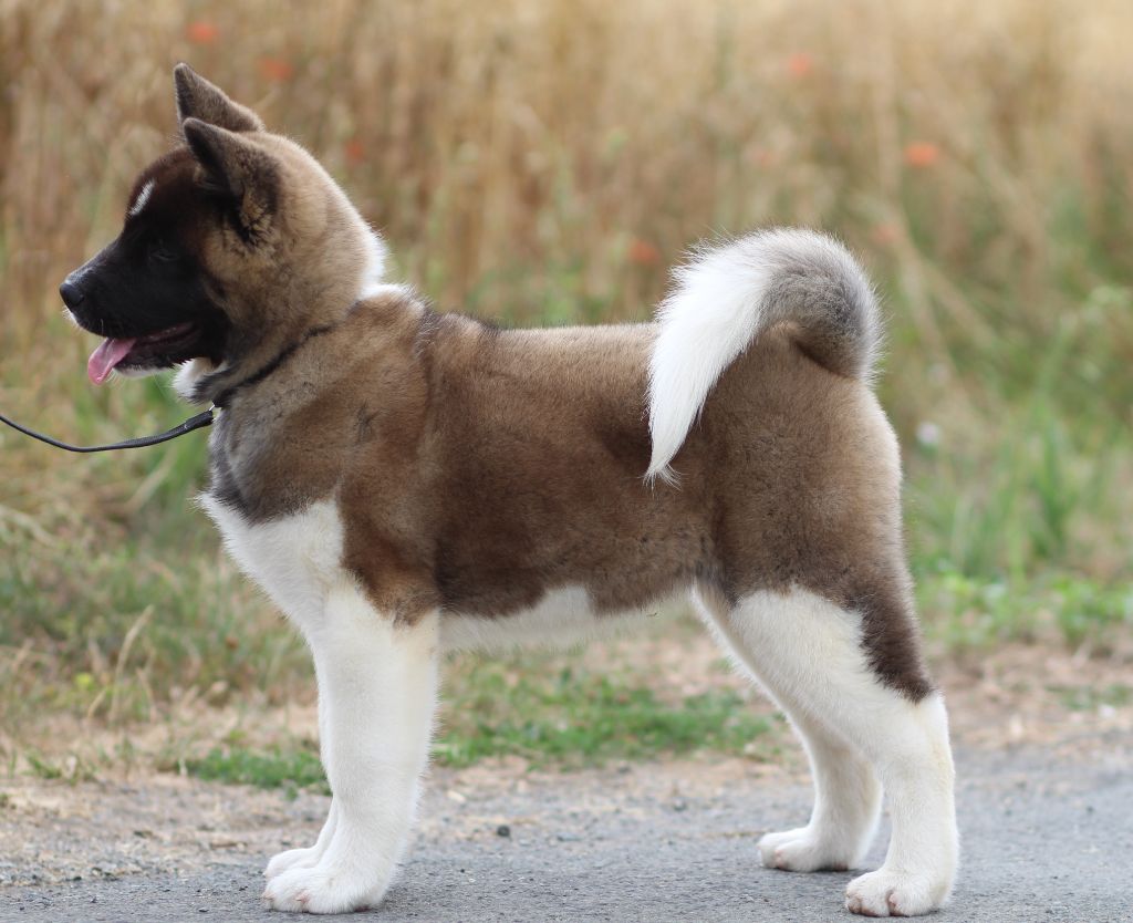 Des Gardiens De La Cigogne - Chiots disponibles - Akita americain