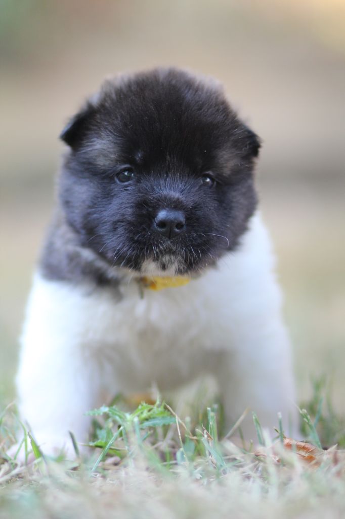 Des Gardiens De La Cigogne - Chiots disponibles - Akita americain