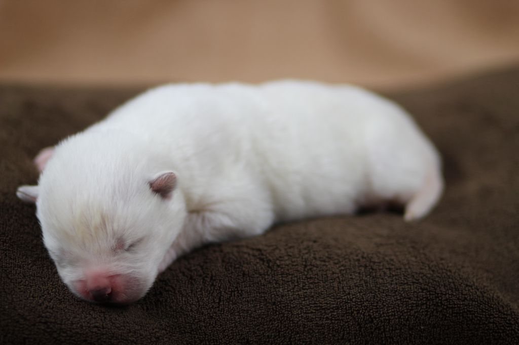 Des Gardiens De La Cigogne - Chiots disponibles - Akita americain