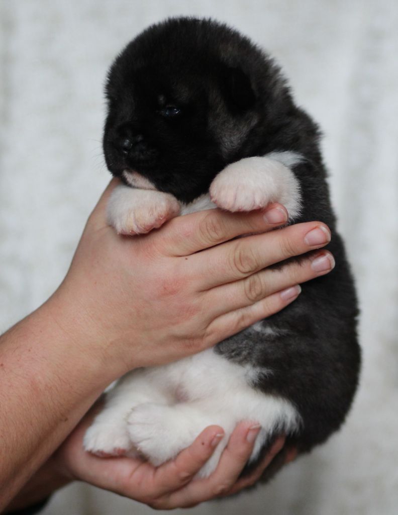 Des Gardiens De La Cigogne - Chiots disponibles - Akita americain