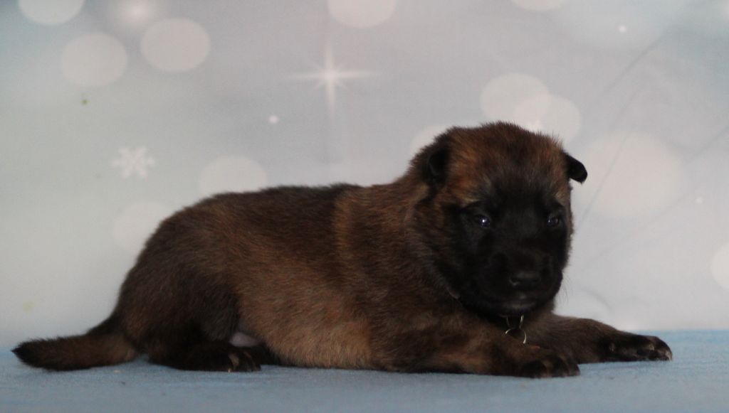 Des Gardiens De La Cigogne - Chiots disponibles - Berger Belge