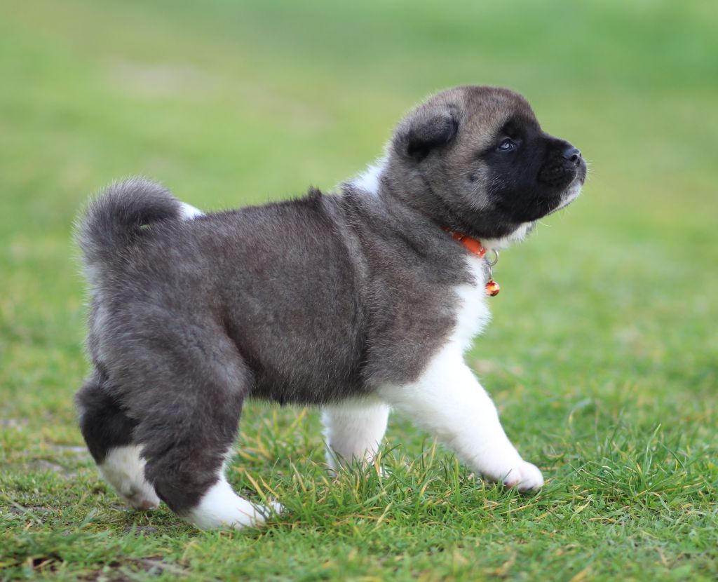 Des Gardiens De La Cigogne - Chiots disponibles - Akita americain
