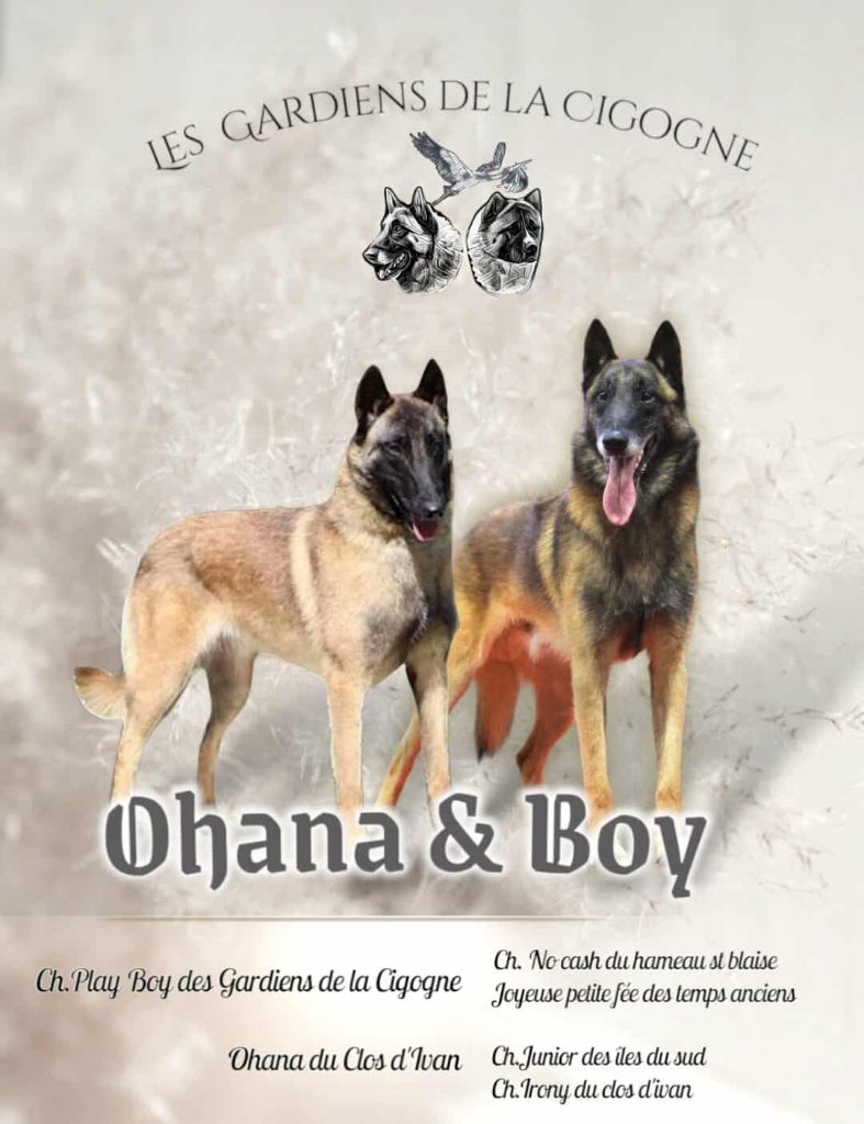 Chiot Berger Belge Des Gardiens De La Cigogne