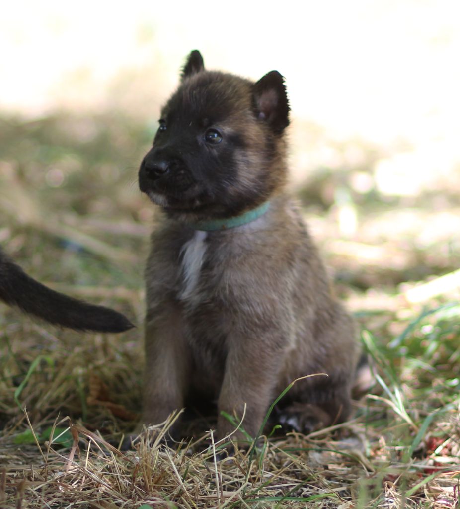 Des Gardiens De La Cigogne - Chiots disponibles - Berger Belge