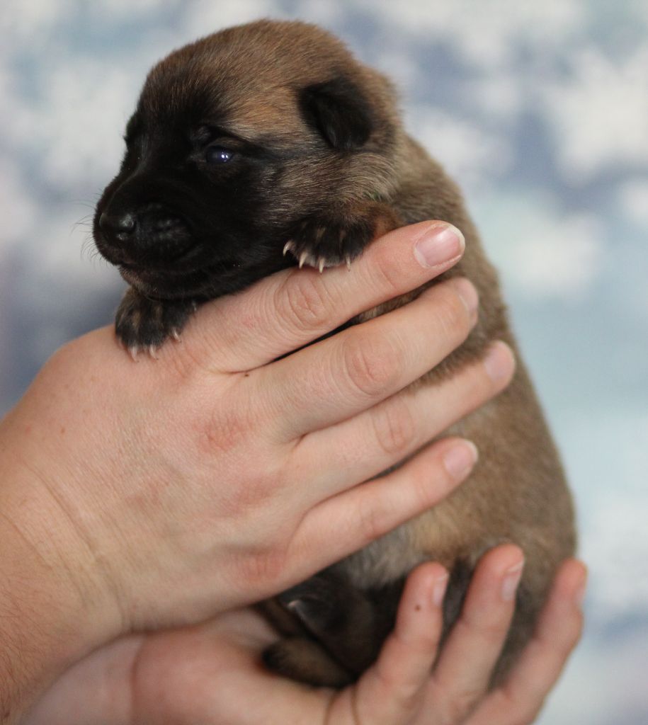 Des Gardiens De La Cigogne - Chiots disponibles - Berger Belge
