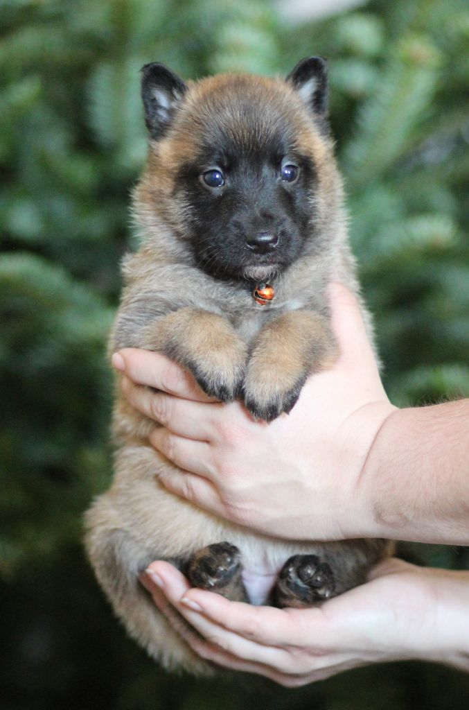 Des Gardiens De La Cigogne - Chiots disponibles - Berger Belge