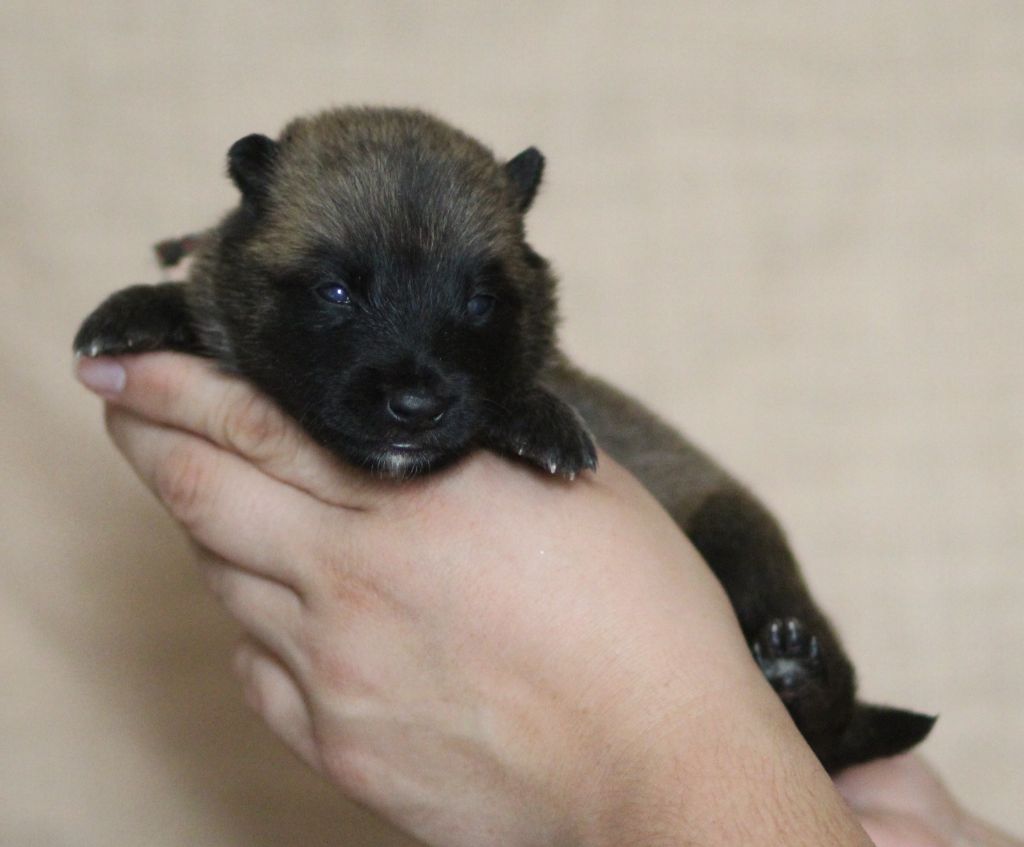Des Gardiens De La Cigogne - Chiots disponibles - Berger Belge