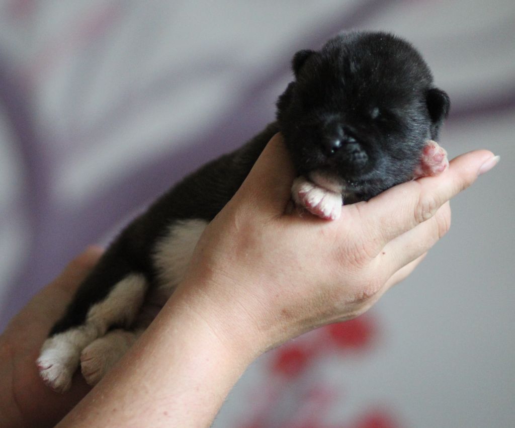 Des Gardiens De La Cigogne - Chiots disponibles - Akita americain