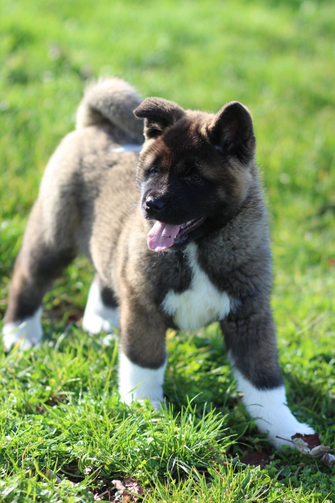 Des Gardiens De La Cigogne - Chiots disponibles - Akita americain