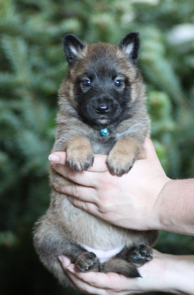 Des Gardiens De La Cigogne - Chiots disponibles - Berger Belge