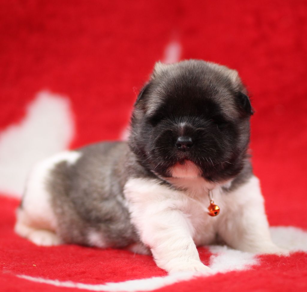 Des Gardiens De La Cigogne - Chiots disponibles - Akita americain