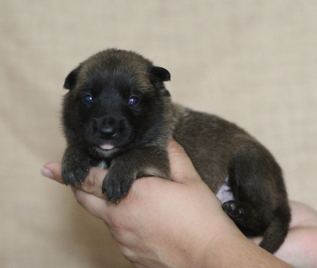 Des Gardiens De La Cigogne - Chiots disponibles - Berger Belge