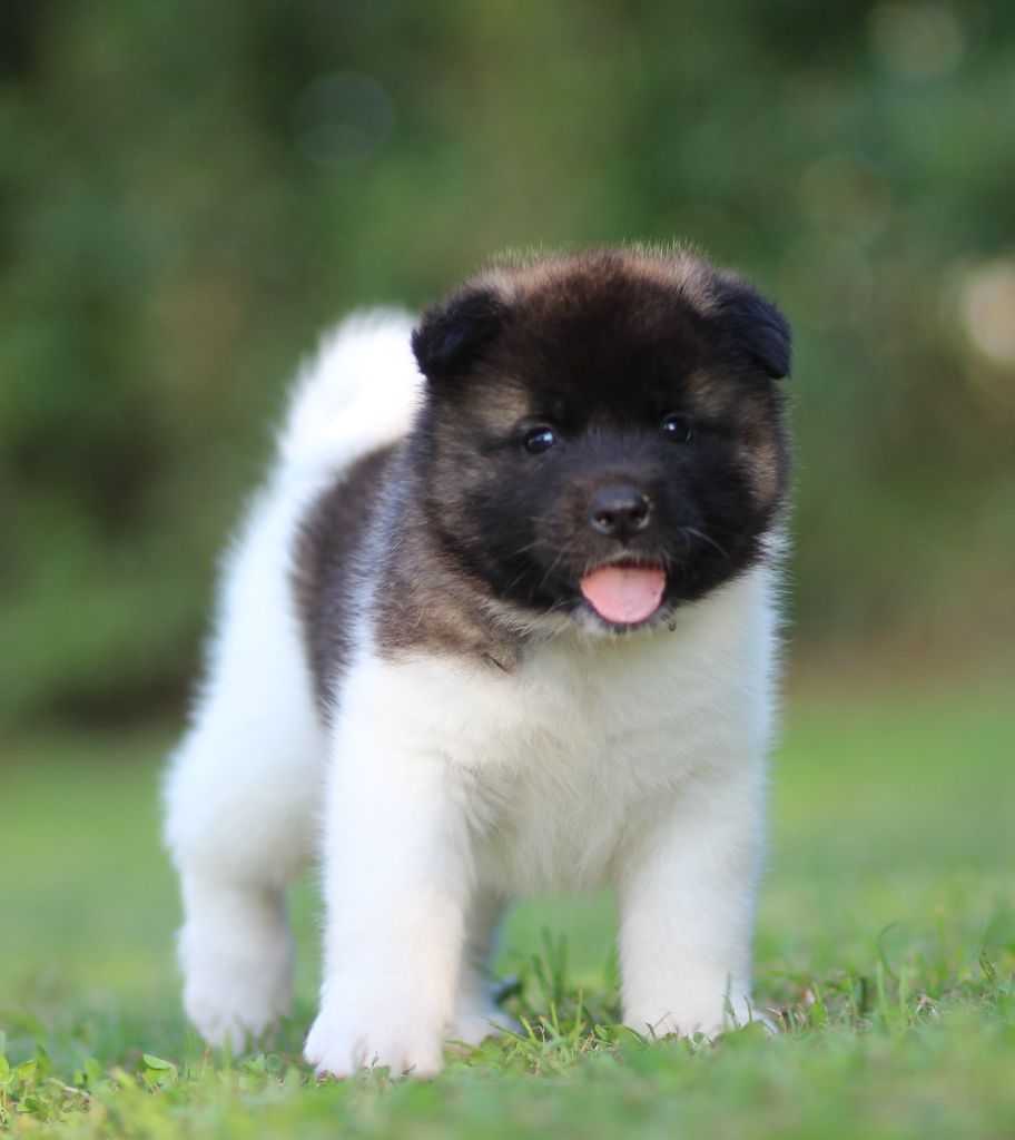 Des Gardiens De La Cigogne - Chiots disponibles - Akita americain