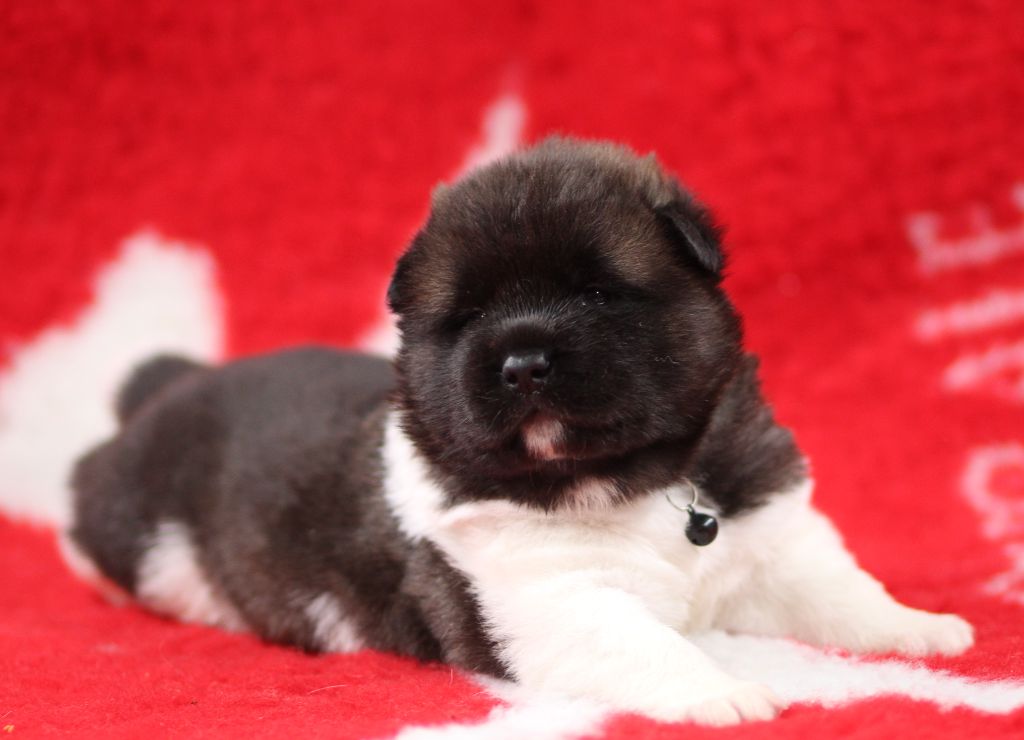 Des Gardiens De La Cigogne - Chiots disponibles - Akita americain